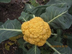 Orange cauliflower