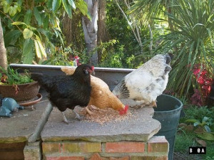 Chickens eating at bird feeding startion