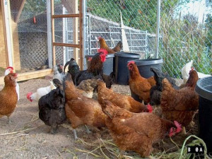 Chickens in pen eating