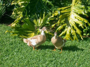 Ducks in grass