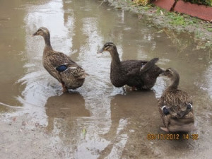 Ducks in puddle